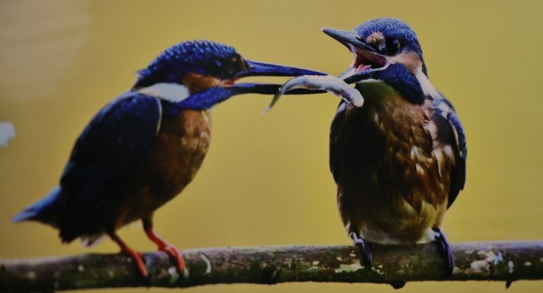 Zwei Eisvögel sitzen auf einem Ast und teilen einen kleinen Fisch.